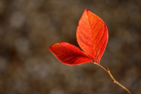 leaf